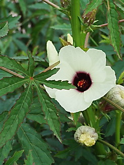 Hibiscus cannabinus, Kenaf, Faserpflanze